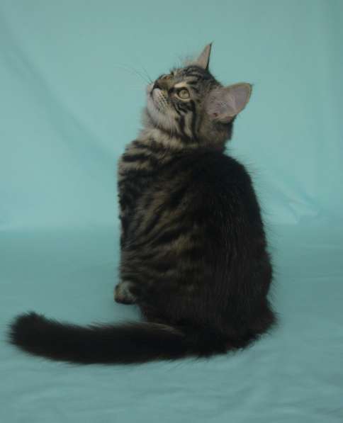 Традиционные Сибирские котята в Москве фото 9