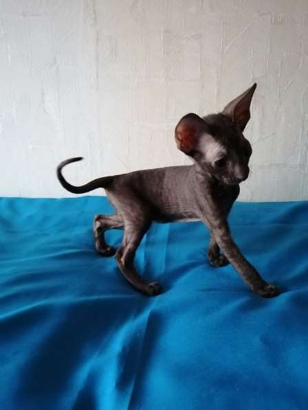 Кошечка Корниш рекс