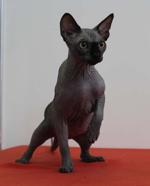Котята Канадского сфинкса и Эльфов в Санкт-Петербурге фото 5