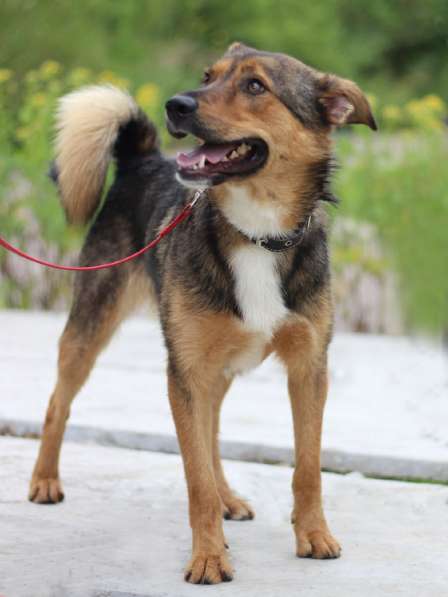 Небольшой пёсик в добрые руки в Москве фото 5