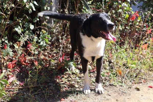 Отдаю собаку в добрые руки в Саратове фото 13