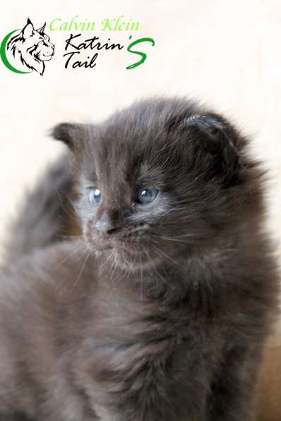 Мейн-Кун чисто черный мальчик в Санкт-Петербурге фото 5