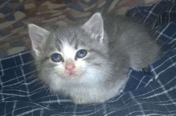 Котята от британской кошки