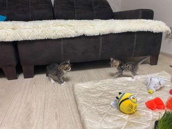 Ласковые котята ищут дом в Кемерове