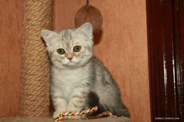 Шотландские котики фолд и страйт в Москве фото 17