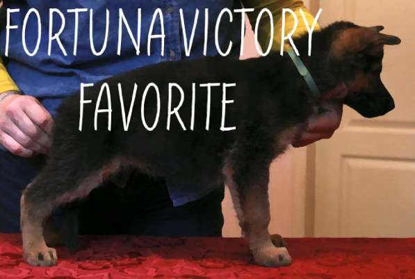 Щенки немецкой овчарки в фото 8