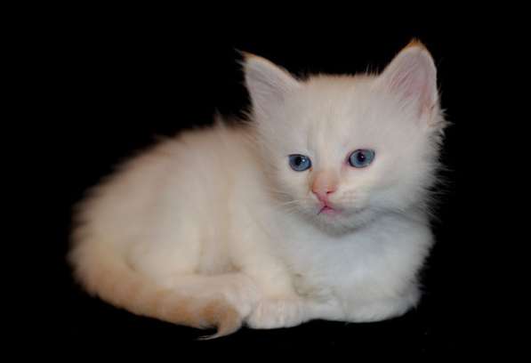 Невский маскарадный котик в Москве фото 6