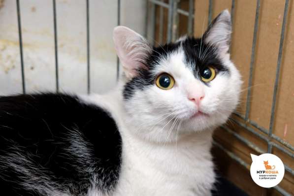 Черно-белый красавец Джоун Сноу мечтает обрести семью в Москве фото 4