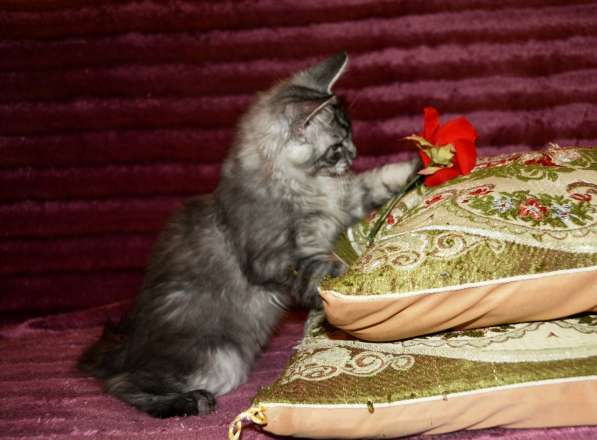 Свободны шикарные котята мэйн-куны редких окрасов в Москве фото 24