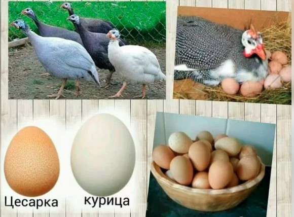 Цыплята, цесарки, инкубационное яйцо в Коломне