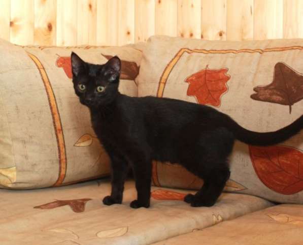 Котята в добрые руки. Рыжие девочки в Москве фото 24