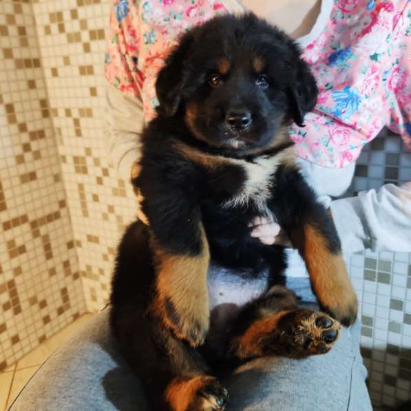 Тибетский мастиф - лучший страж на территории в Москве фото 85