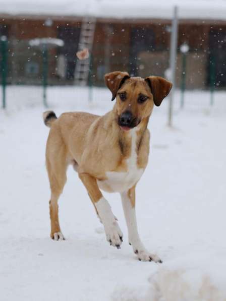 Ищу Дом для Скуби Ду в Москве фото 6