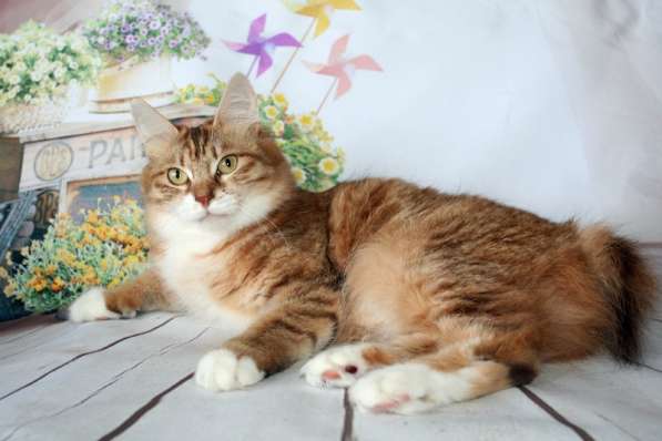 Золотые котята -рысята породы курильский бобтейл в Москве фото 14