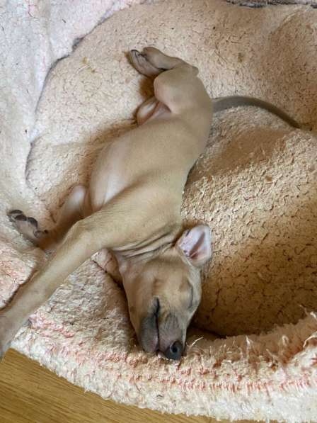 Italian greyhounds boy and girl color Isabella beige