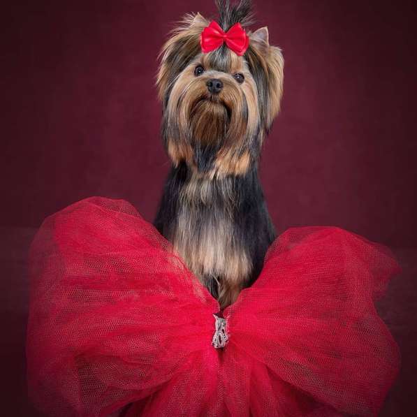 For sale girl Yorkshire Terrier в Ижевске