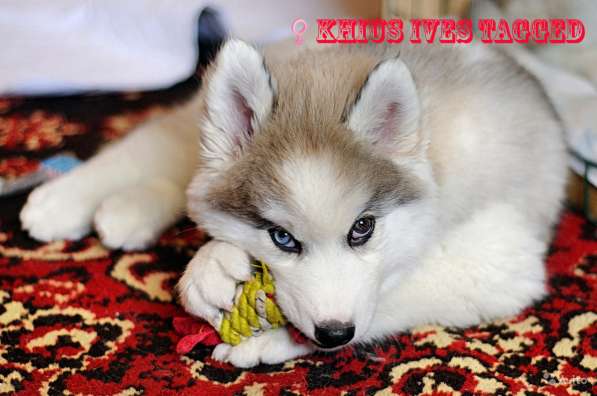 Щенки хаски в Санкт-Петербурге фото 9