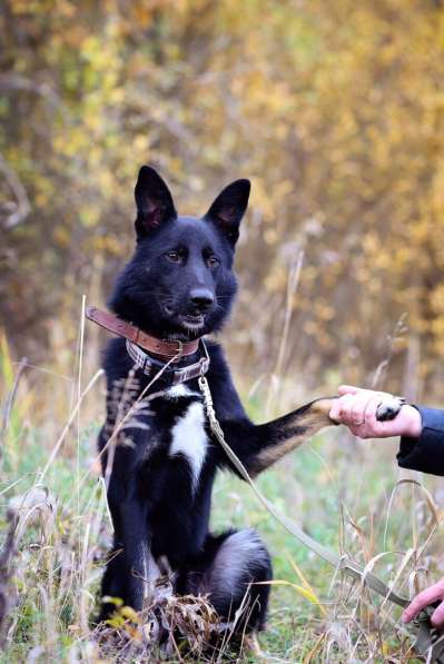 Черный изящный пёс-красавчик в Санкт-Петербурге фото 17