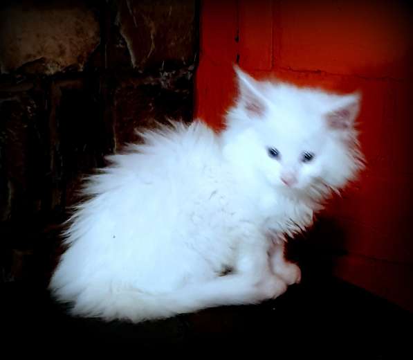 Мейн-кун белые котята в фото 5
