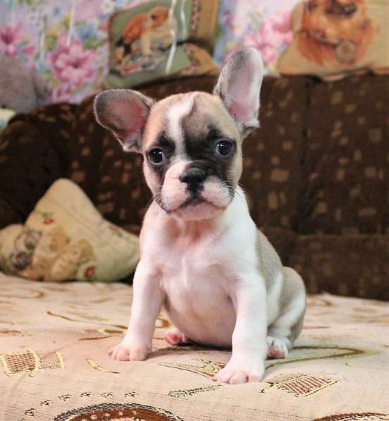 Щенки Французского бульдога питомник в Челябинске фото 11