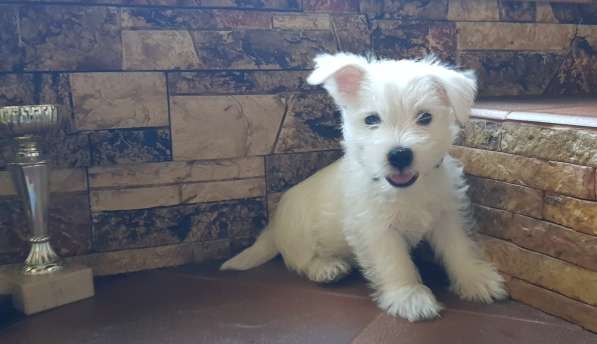 Очаровательные детки Вест Хайленд Вайт Терьер в Москве фото 10