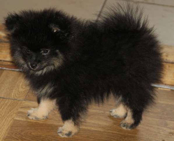 Щенки шпица в Раменское фото 7