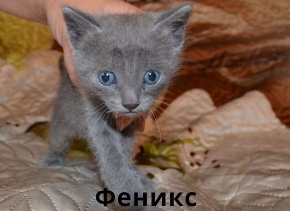 Котята в Магнитогорске фото 11