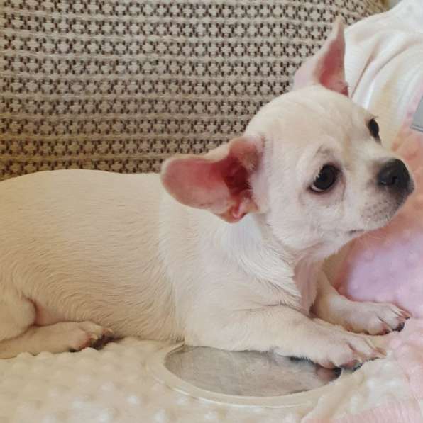 Chihuahua. Boy в 