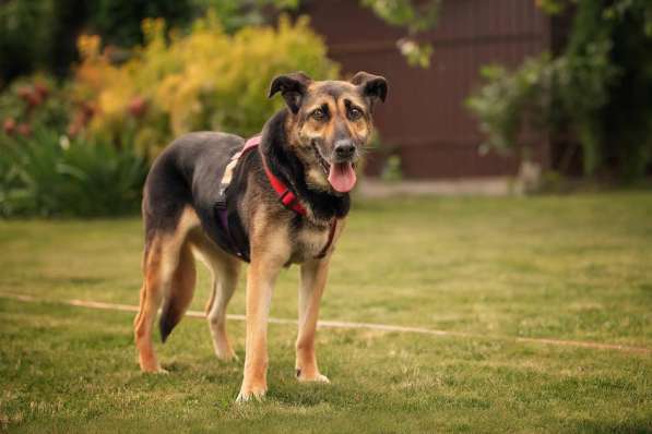 Ласка - дружелюбная, совершенно неконфликтная мудрая собака в Москве фото 11