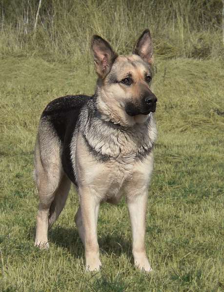 Клубные щенки ВЕО в Москве фото 5