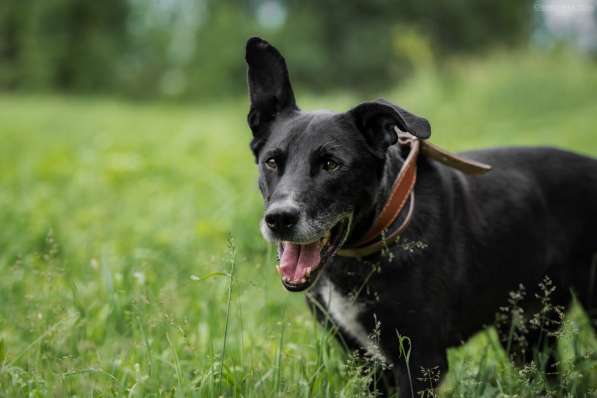 Статный красавец Виконт ищет семью в Москве фото 32