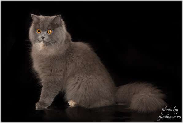 Британские котята 1,5 месяца доступны для резерва в Москве фото 3