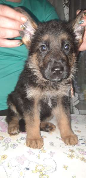 Щенки немецкой овчарки в Калининграде фото 5