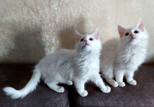 Maine Coon белая кошечка свободна в фото 11