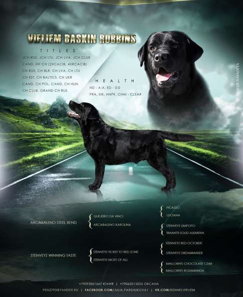 Милашки лабрадорчики в Нижнем Новгороде фото 8