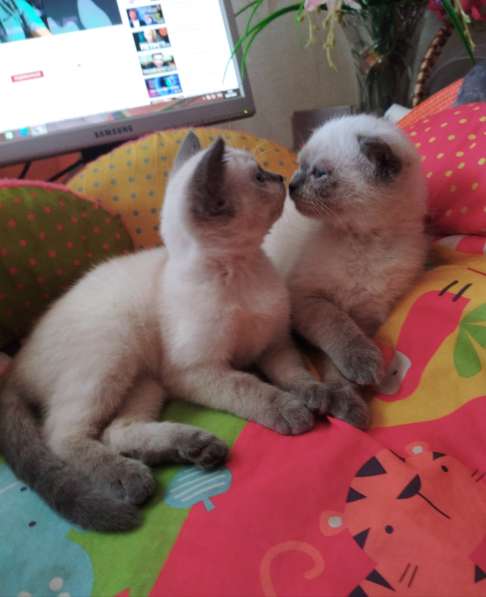 Продам двух шотландских вислоухих котят. Родословнач в фото 14