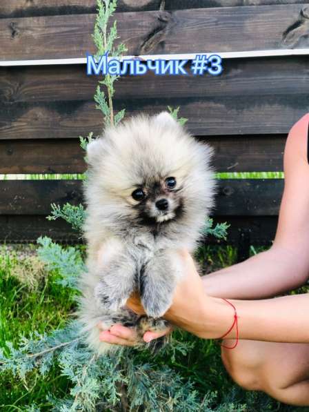 Шпицы мальчики с документами в Краснодаре фото 3