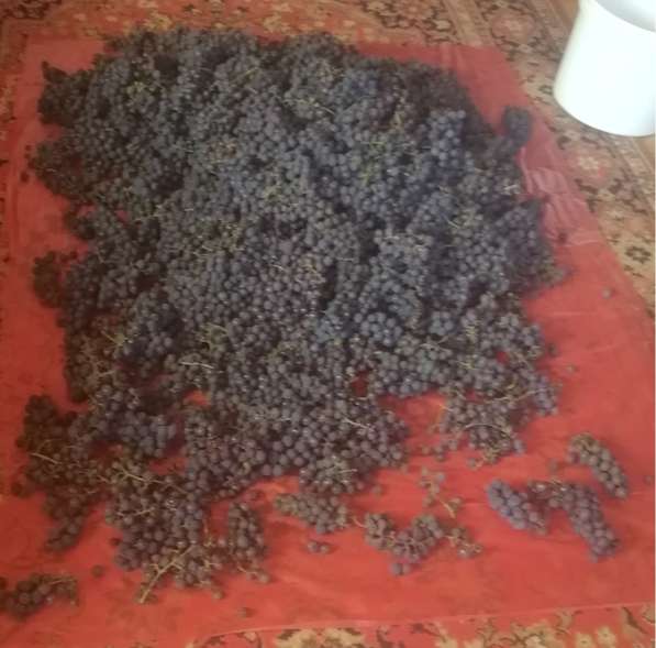 Саженцы винограда Южного Подмосковья в Чехове фото 24