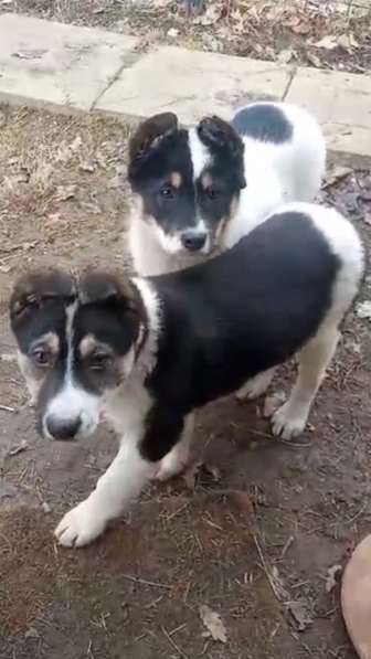 Маленькие хорошенькие хвостики в Санкт-Петербурге фото 18