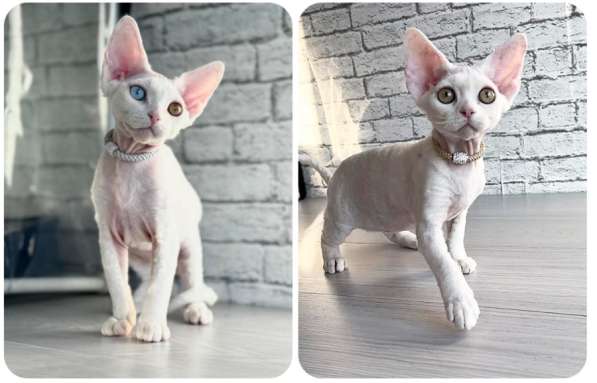 Котята девон рекс