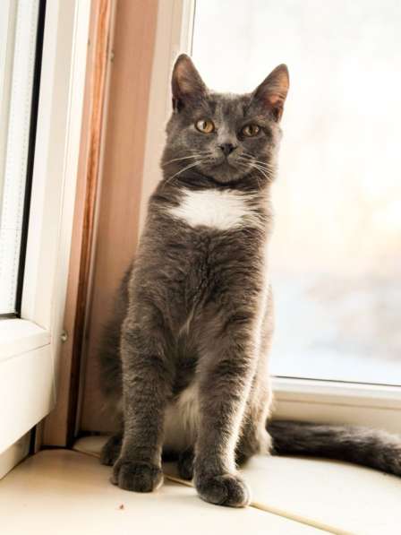 Отдам котенка срочно !