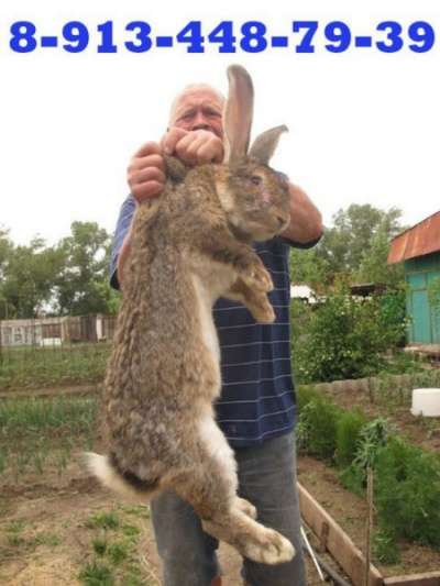 Кролики Фландр Саяногорск, кролики в Абакане фото 3