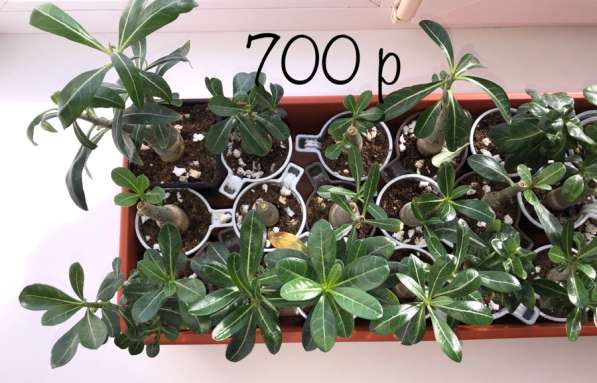 Адениум. Сахалин в Аниве фото 3