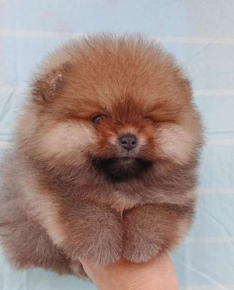 Pomeranski Mini Shpic Pomeranian Spitz Померанские Мини шпиц в фото 27