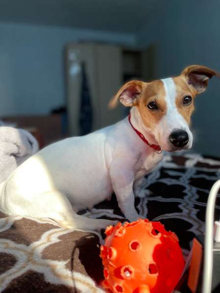 Продам щенков