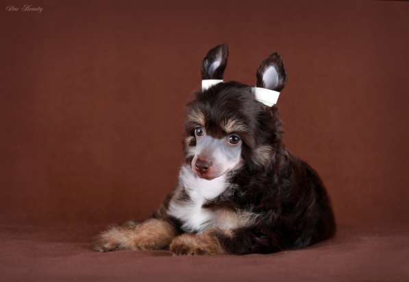 Пуховая девочка Китайской хохлатой собаки в Москве фото 4