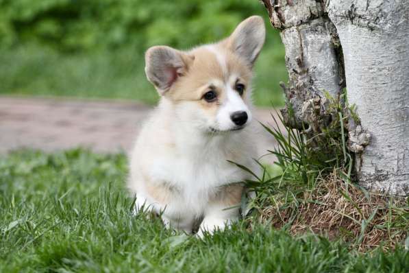 Вельш корги пемброк в Москве фото 4