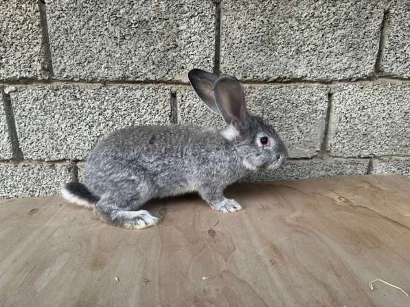 Кролики СОВЕТСКАЯ ШИНШИЛА