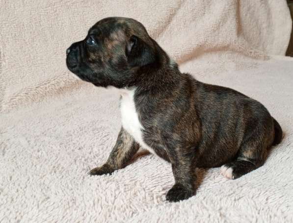 Щенки стаффи