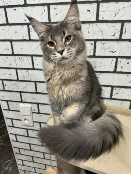 Кот Мейн-кун